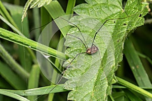 Harvestman spider (Leiobunum rotundum