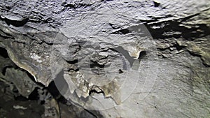 Harvestmen Daddy Long-legs Spiders on Cave Ceiling