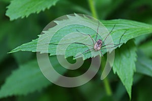 Harvestmen Daddy Longlegs chilling on a leaf