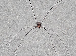 Harvestmen or Daddy Longlegs on The Wall