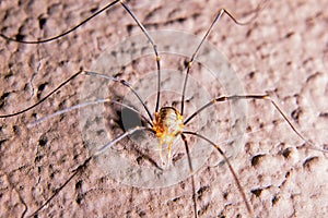 Harvestmen