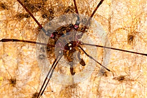 Harvestmen with offspring in brazilian cave