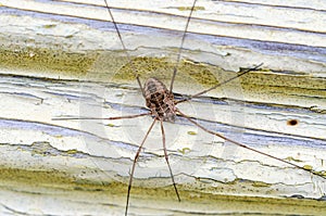 Harvestmen sitting on wall and awaiting a prey