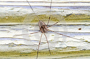 Harvestmen sitting on wall and awaiting a prey