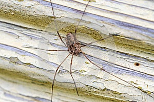 Harvestmen sitting on wall and awaiting a prey