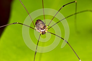 Harvestmen Spider