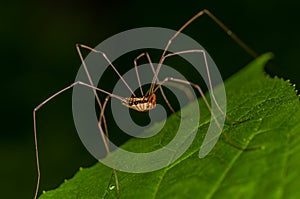 Harvestmen Spider