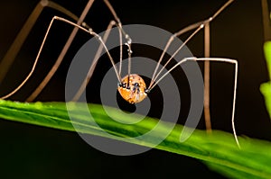 Harvestmen Spider