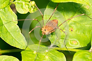 Harvestmen Spider