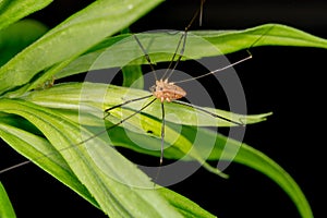 Harvestmen Spider