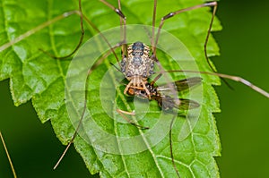 Harvestmen Spider