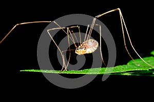 Harvestmen Spider