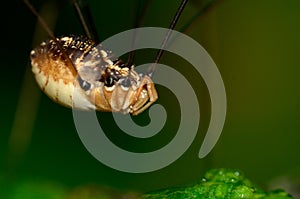 Harvestmen Spider