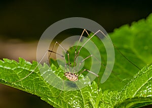 Harvestmen Spider