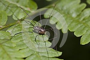 Harvestmen spider - Phalangium opilio
