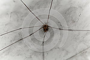 Harvestmen spider