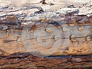 Harvestor marks under tree bark. Marks cut in wood