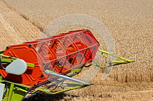 Harvests wheat on field