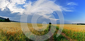 At the barley fields