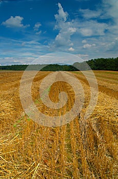 Harveted corn field photo