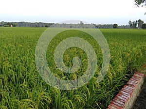 Haryanvi rice field is very beautiful corn photo