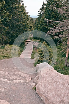 The Harz forest dieback