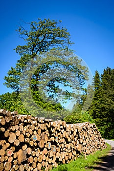 El camino madera retrato forma 