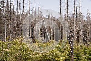 In the Harz Mountains