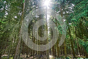 Harz mountains forest in Germany