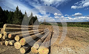 Harz mountains in Germany wide nature panorama with cut wood logs