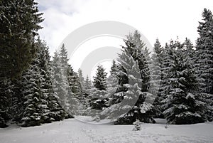 Harz winter