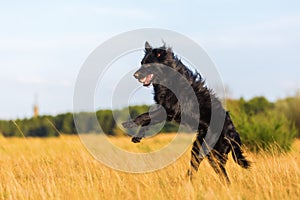 Harzer Fuchs-Australian Shepherd hybrid jumping in the meadow