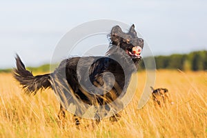 Harzer Fuchs - Australian Shepherd hybrid playing in the meadow