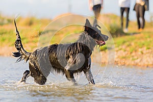 Harzer Fuchs - Australian Shepherd hybrid plays in a lake