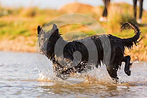 Harzer Fuchs - Australian Shepherd hybrid plays in a lake
