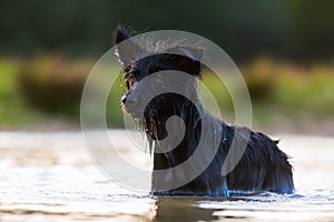 Harzer Fuchs - Australian Shepherd hybrid standing in a lake