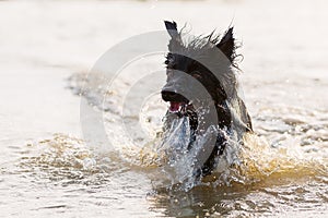 Harzer Fuchs-Australian Shepherd hybrid swims in a lake