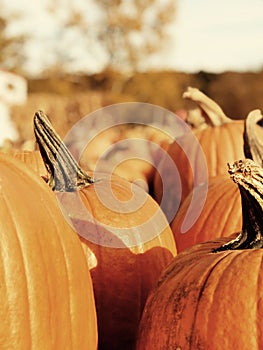 It has become more popular in America to sell upmarket pumpkins photo