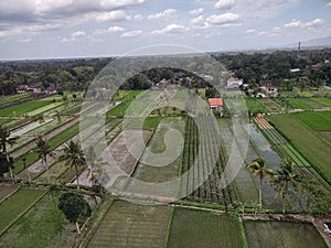 It has come when it is the rice farming season in Indonesia