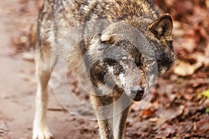 Has Eurasian wolf Canis lupus lupus has a bruised ear from fighting