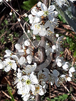 Bianco fiore da prugnolo 