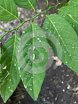 It has rained and make wet leaf