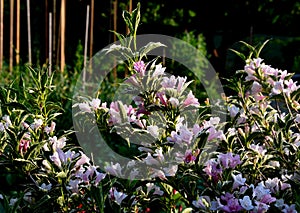 It has a variegated leaf of yellow-green color. It can be used in rockeries or containers. It blooms with a pink flower from June.