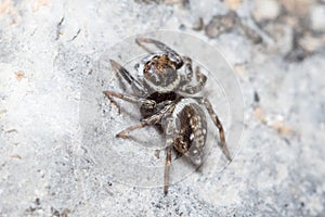 Hasarius adansoni spider posed on a rock waiting for preys