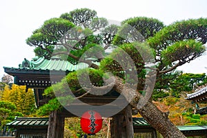 Hase Dera Buddhist Temple, Kamakura, Japan