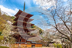 Hasedera wooden pagoda at spring