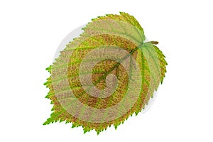 Haselnut leaf closeup