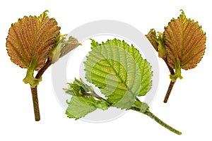 Haselnut leaf closeup