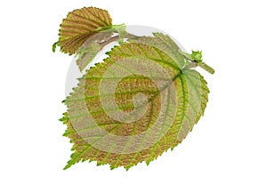 Haselnut leaf closeup