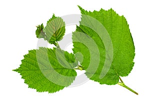 Haselnut leaf closeup